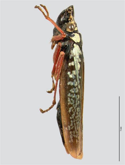 Sharpshooter Leafhoppers Proconosama Misella Melichar 1926a 318