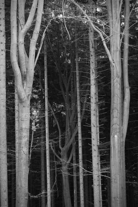 Deep Dark Woods Stock Photo Image Of Forest Monochrome 21193956