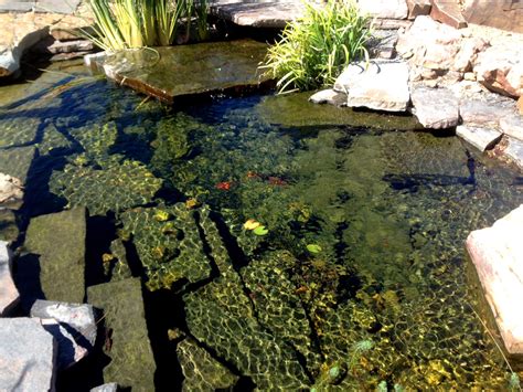 Swimming Pond With Fish Best Decorations