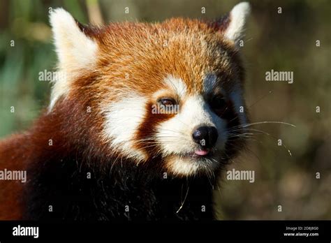 Captive Red Panda Ailurus Fulgens Port Lympne Wild Animal Park Kent