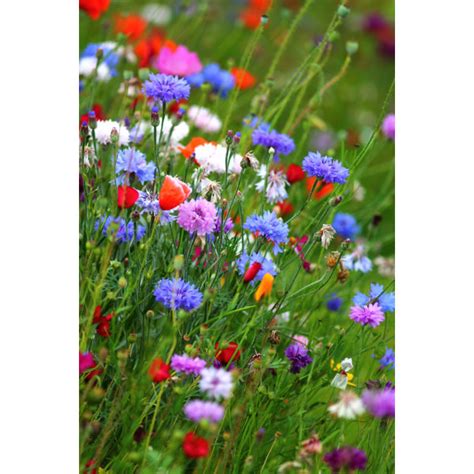 latitude run colourful cornflower meadow by wrapped canvas photograph uk