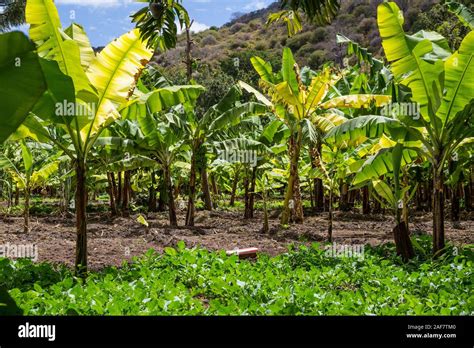 Banana Plantation Hi Res Stock Photography And Images Alamy