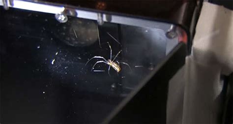 Venomous Spiders Spin Weightless Webs In Space Space