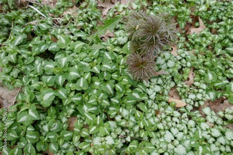 Bed Of Green Ground Cover Plants With Unique Plant Standing Out Stock