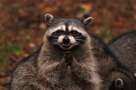 All Funnycutecool And Amazing Animals Funny Raccoon