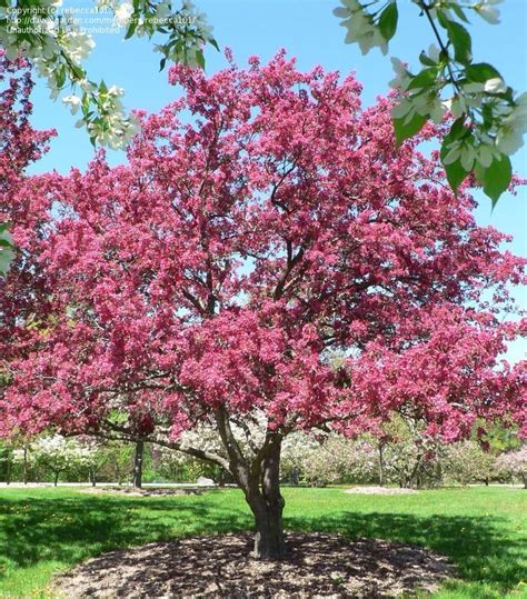 If you live in colder regions, there are some varieties that are more cold tolerant that you can choose. PlantFiles Pictures: Flowering Crabapple 'Radiant' (Malus ...