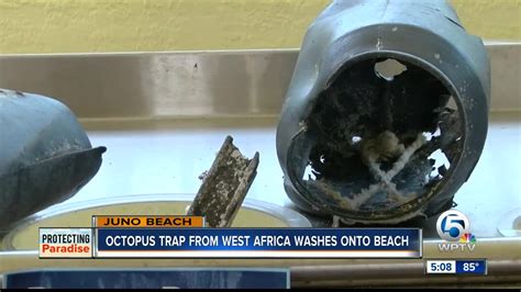 Octopus Trap From West Africa Found On Juno Beach