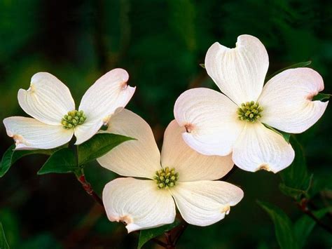 35 Best Images About Canadian Province Flowers On Pinterest Purple