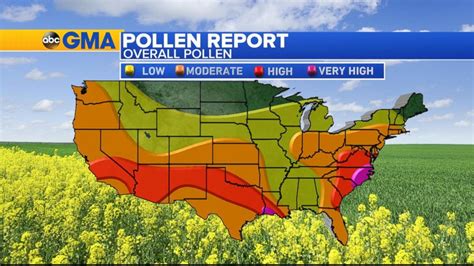 Video Tree Pollen Kickstarts Spring Allergy Season Abc News