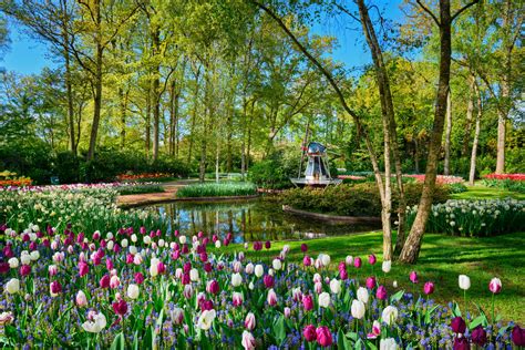 Keukenhof Flor Jardín Lisse Los Países Bajos Foto De Stock Crushpixel