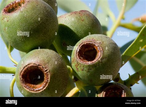 Fruit Capsules Or Gum Nuts Of The Red Flowering Gum Tree Or Stock Photo