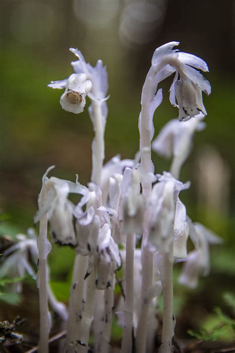 Ghost Flower Indian Pipe Corpse Plant The Friends Of Rachel Carson