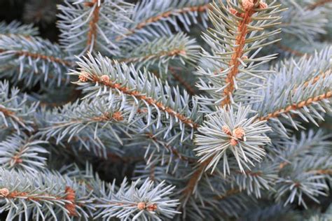 Closeup Pine Tree Stock Photo Image Of Coniferous Nature 139916866