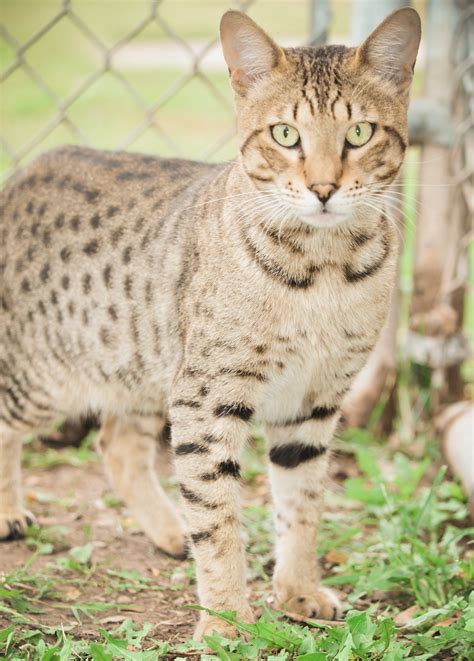 57 Top Photos Serval Exotic House Cats Savannah Cat Size Diet