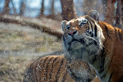 Elusive Siberian Tigers Captured In Spectacular Photos