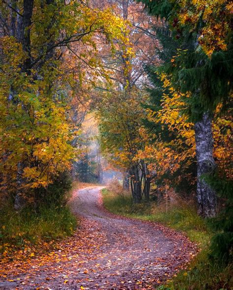 Path In The Forest Finland By Asko Kuittinen Forest Scenery Forest