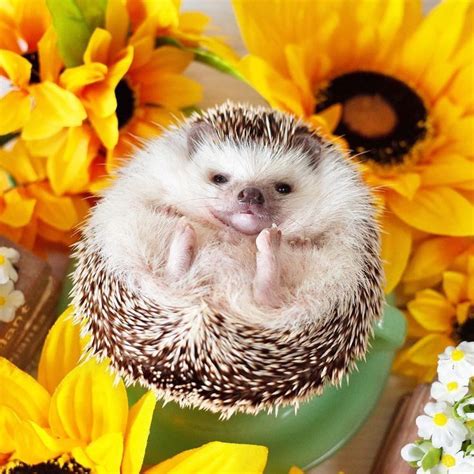 Hedgehog On A Sunflower Cute Animals Cute Hedgehog Cute Animal Photos
