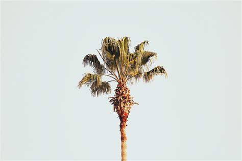 How To Revive A Dying Palm Tree Hayward Tree Service Az
