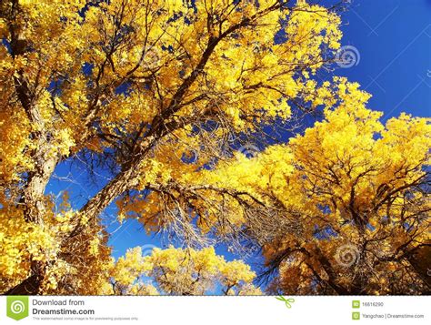 Tree With Golden Leaves And Blue Sky Stock Photo Image