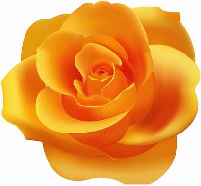 Orange Clip Rose Clipart Roses Transparent Flower