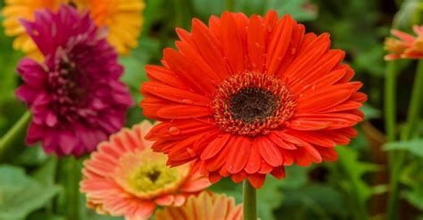 Gerbera Daisies Ultimate Guide On How To Grow And Care For Gerbera Daisy
