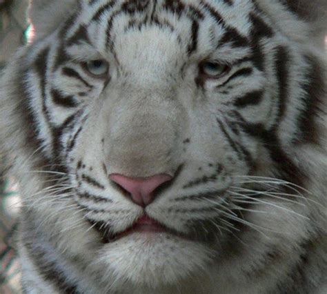 White Siberian Tigers Siberian Tiger Tiger Wild Tiger