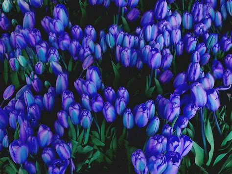 Tulips In Blue Vrolijkschilderijnl Flower Art B24