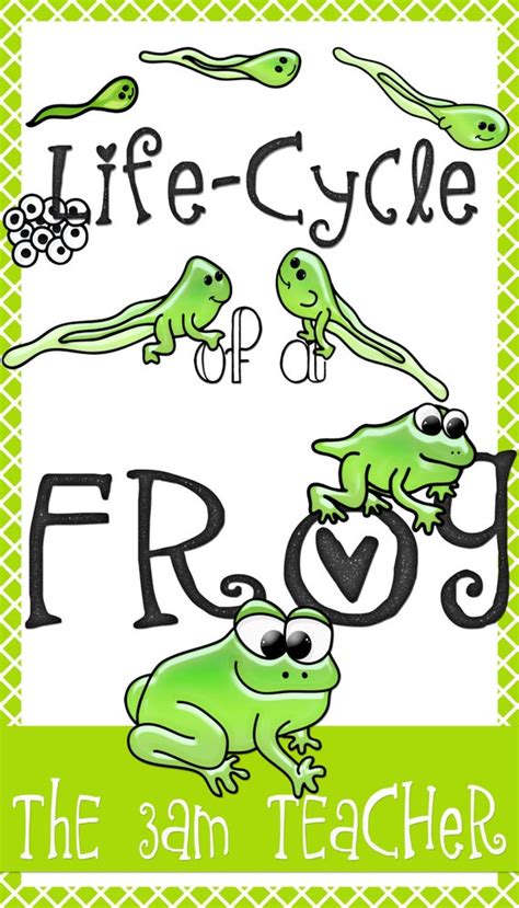 Life Cycle Of A Frog Clipart