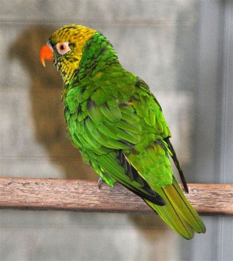 Parrot Encyclopedia Yellow And Green Lorikeet World
