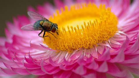 Wallpaper Fly Flower Macro Pink Hd Picture Image