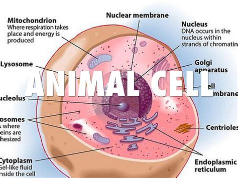 Animal Cell By Austin Stuhr