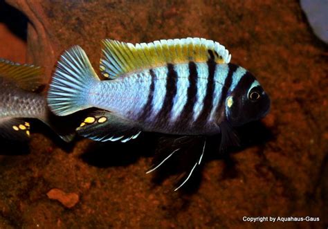 African Cichlids Fish Pets Animals Animales Animaux Pisces