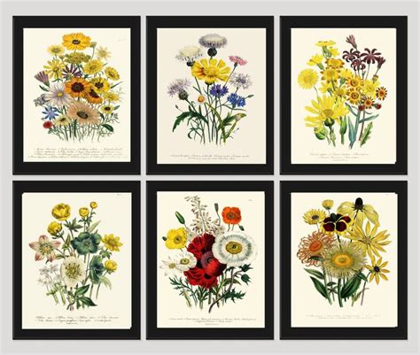 PRINT SET Of 6 Botanical Art Beautiful Wildflowers French Etsy