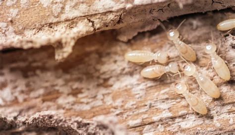 5 early warning signs of a termite infestation elevate pest control