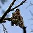 A Soaked Peregrine Falcon – Mendonoma Sightings