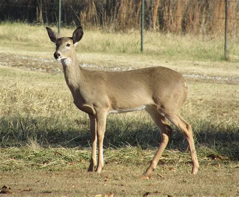 Deer Whitetail Doe Free Photo On Pixabay