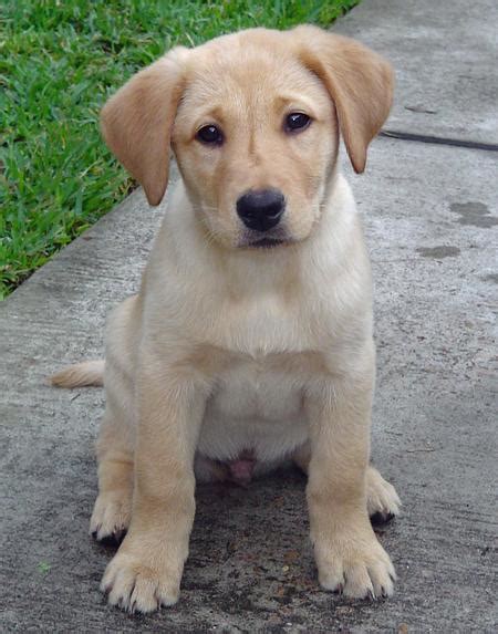 See more ideas about puppies, golden retriever, cute dogs. Gallery Puppy Pictures