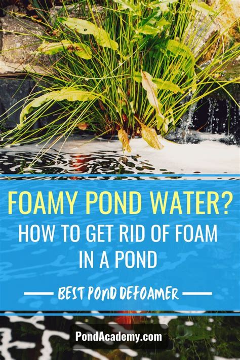 Foamy Pond Water How To Get Rid Of Foam In Pond Top Pond Defoamer Pond Water Gardens Pond