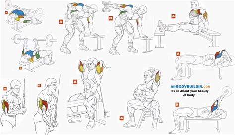 Best Tricep Exercises For Bodybuilding All