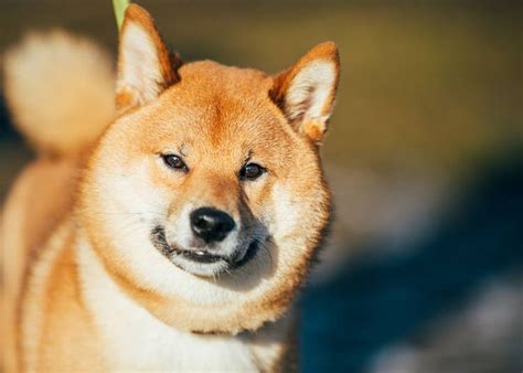 6 Authentic Japanese Dog Breeds Cuteness From Shiba Inu To Akita Inu