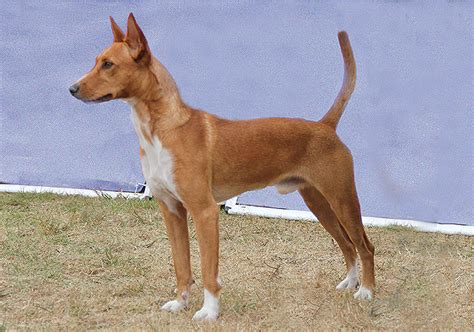 They aren't born with this coloration, however. Portuguese Podengo (Large) Breeds