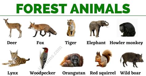 Forest Ecosystem Pictures With Animals