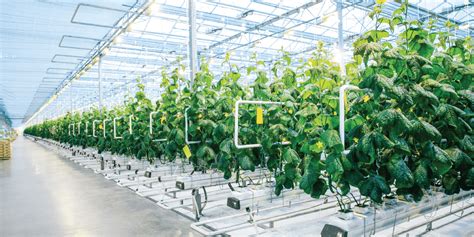Hydroponic Crop Safety And Compliance In A Greenhouse L Growpro