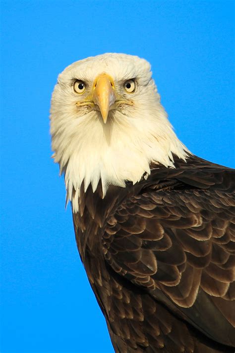 Enter the american eagle uk website and find the latest trends in men's and women's denim clothing and much more. American Bald Eagle - Conservation Connect