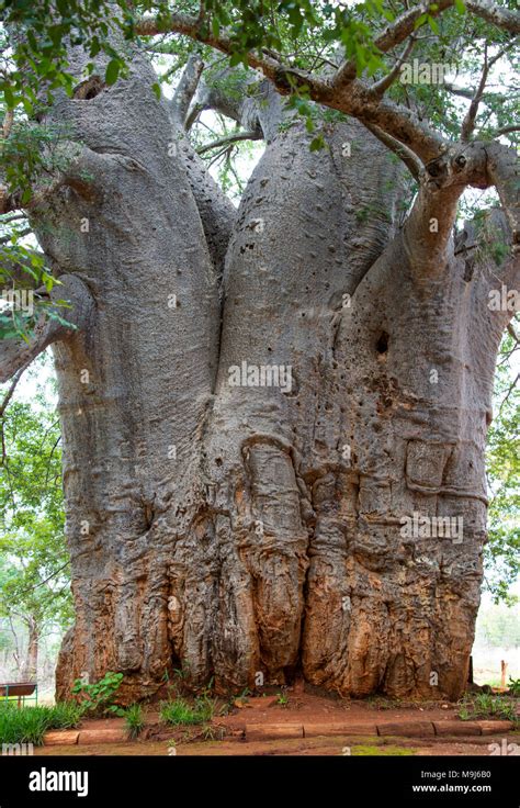 The Oldest Tree In The World A Baobab Tree More Then 2000 Years Old And Still Rowing 1 Cm