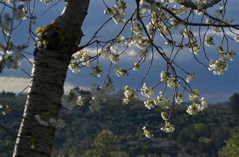 Wallpaper Sunlight Italy Nature Sky Branch Cherry Blossom