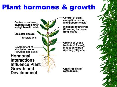 Movement Due To Growth In Plants Hormones And Types