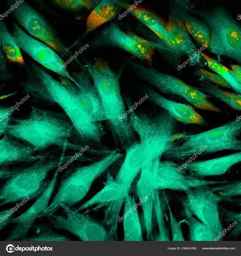 Real Fluorescence Microscopic View Human Skin Cells Pseudocolored Stock