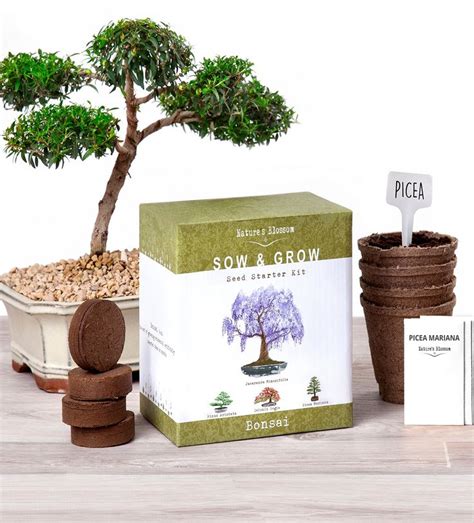 Natures Blossom Bonsai Tree Seed Starter Kit Grow 4