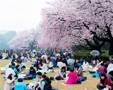 Embrace Spring With Pictures Of Japans Cherry Blossoms Japan Cherry